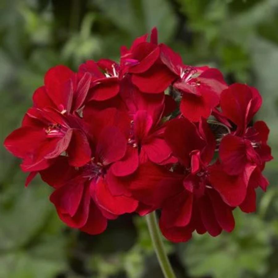 Ivy Geranium Ivy League Red 
