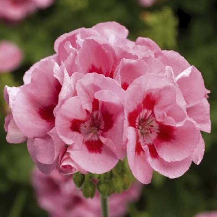 Interspecific Geranium Calliope Medium Pink Flame 