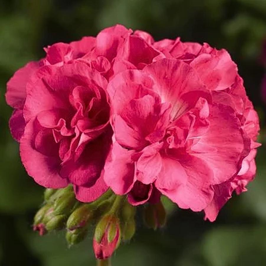Interspecific Geranium Calliope Medium Salmon 