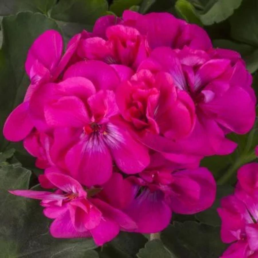 Interspecific Geranium Calliope Medium Dark Pink 