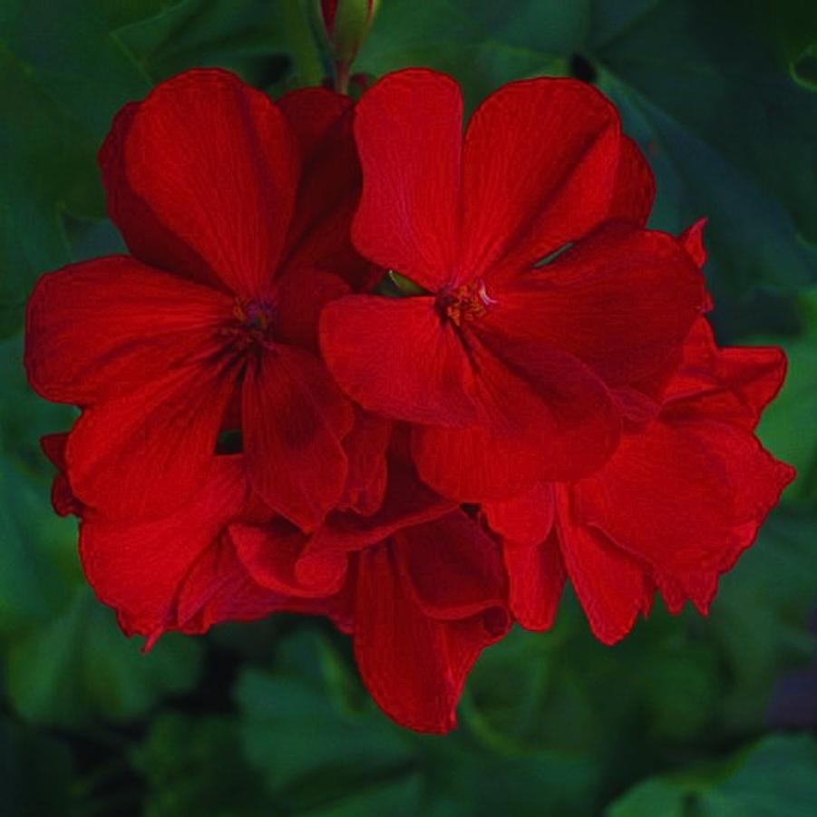Zonal Geranium Americana Dark Red 