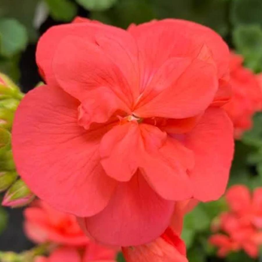 Zonal Geranium Americana Coral 
