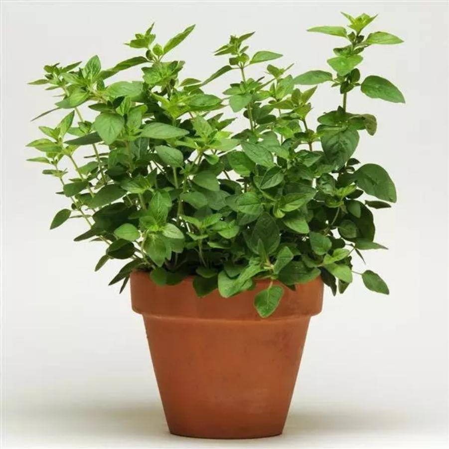 Oregano SimplyHerbs 