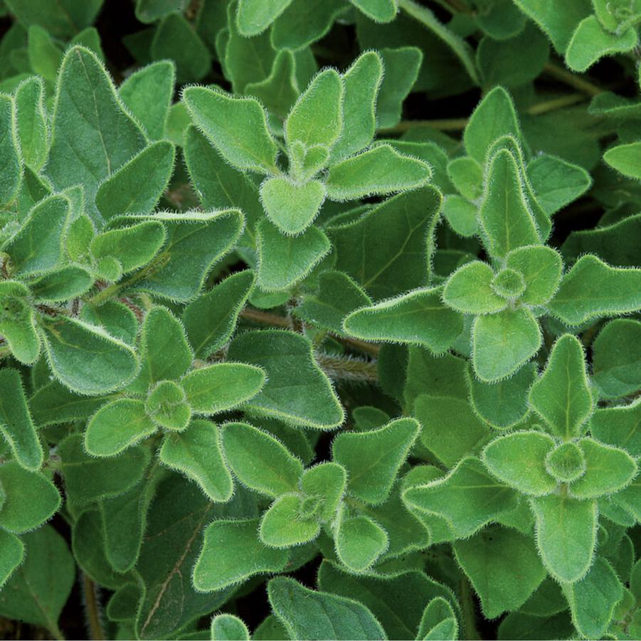 Oregano Greek 