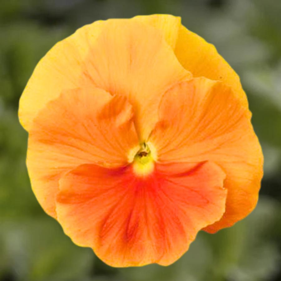 Pansy - Orange 
