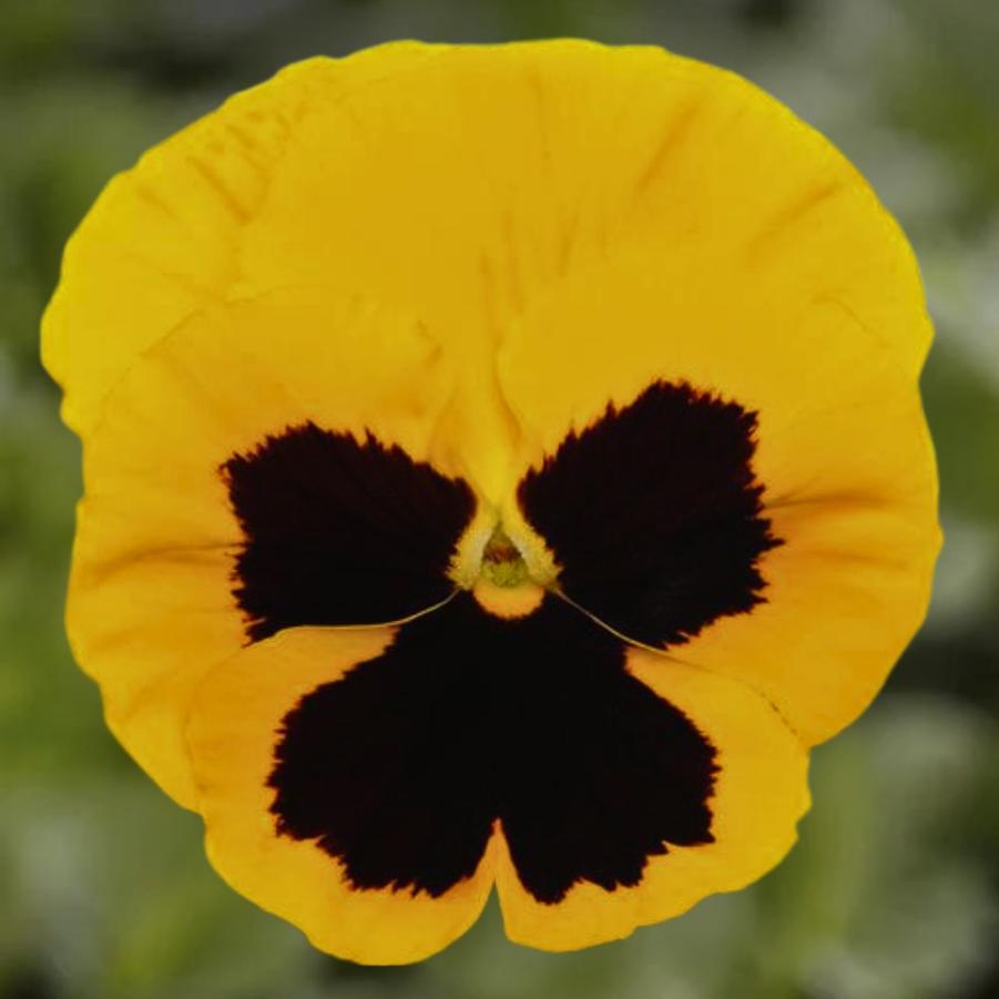 Pansy - Yellow Blotch 