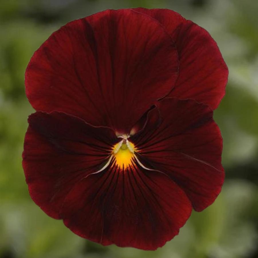 Pansy - Scarlet 