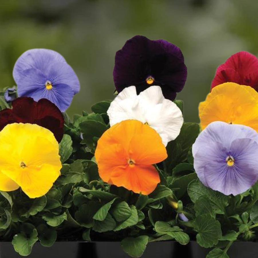 Pansy - Clear Mix 