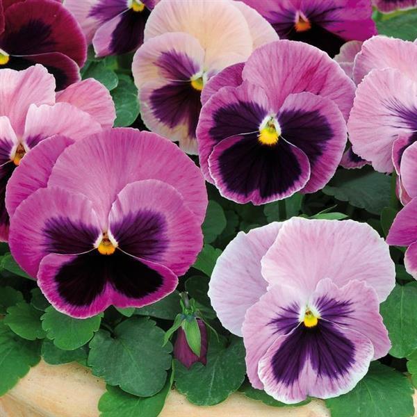 Pansy - Pink Shades 