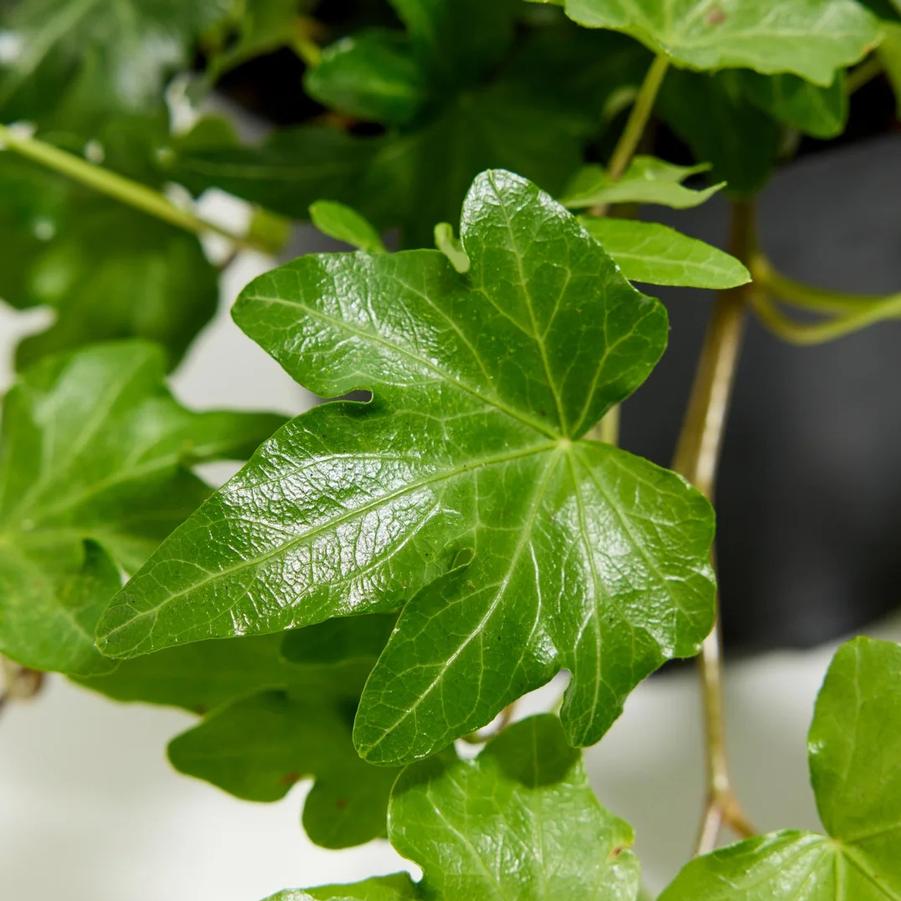 Ivy - English Green 