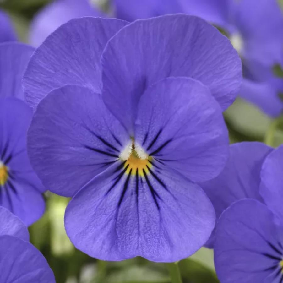 Viola - Blue 