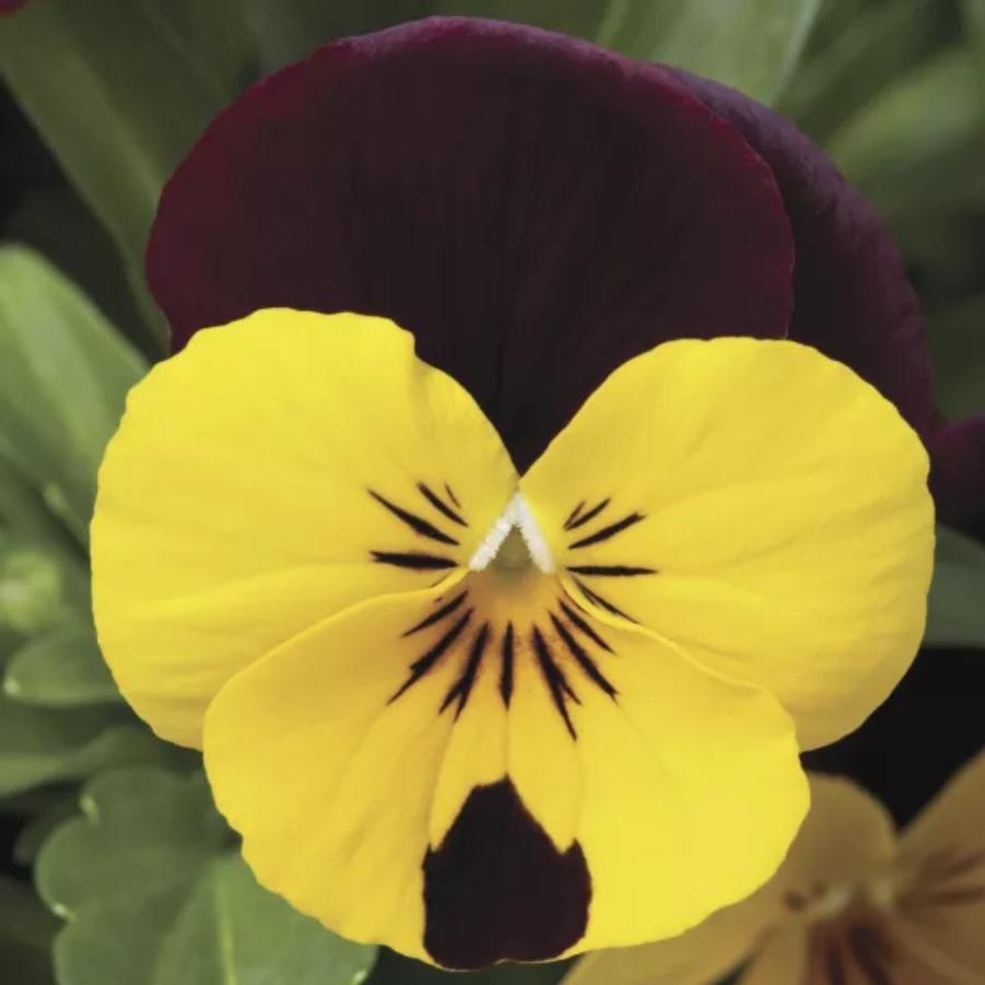 Viola - Red Wing 