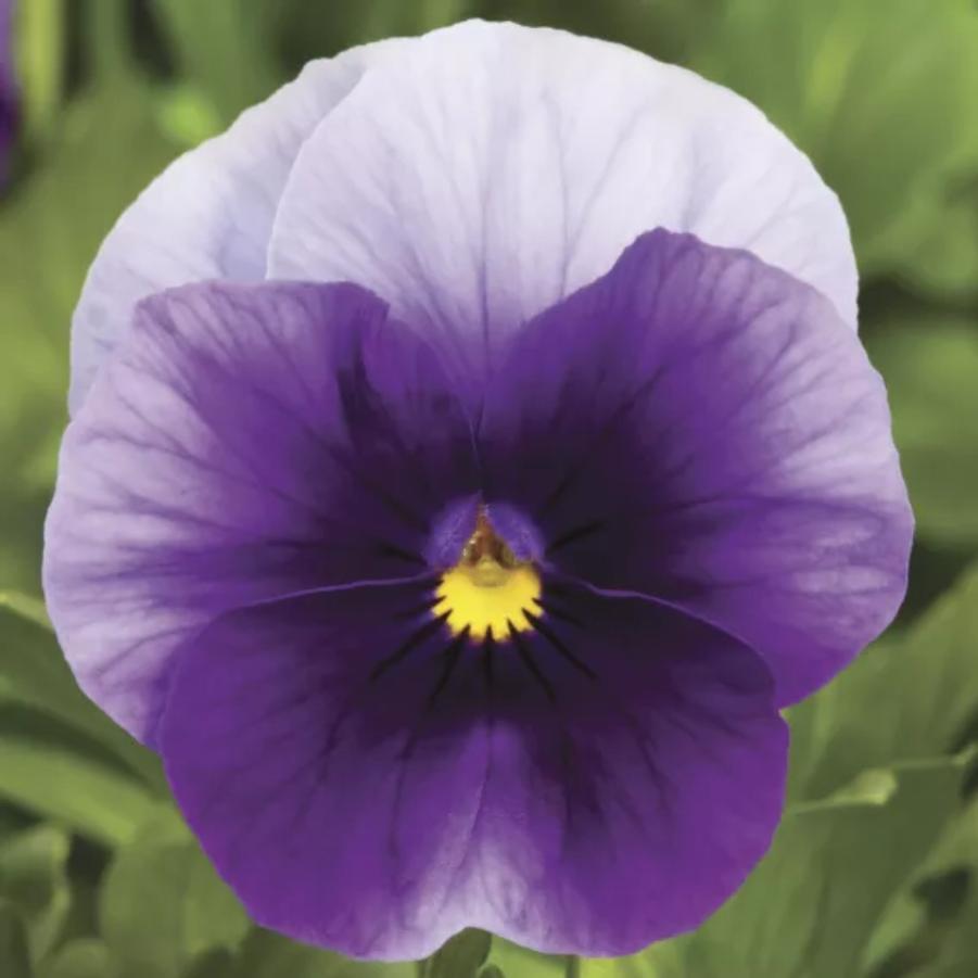 Viola - Beaconsfield 