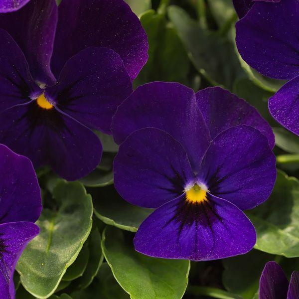 Viola 