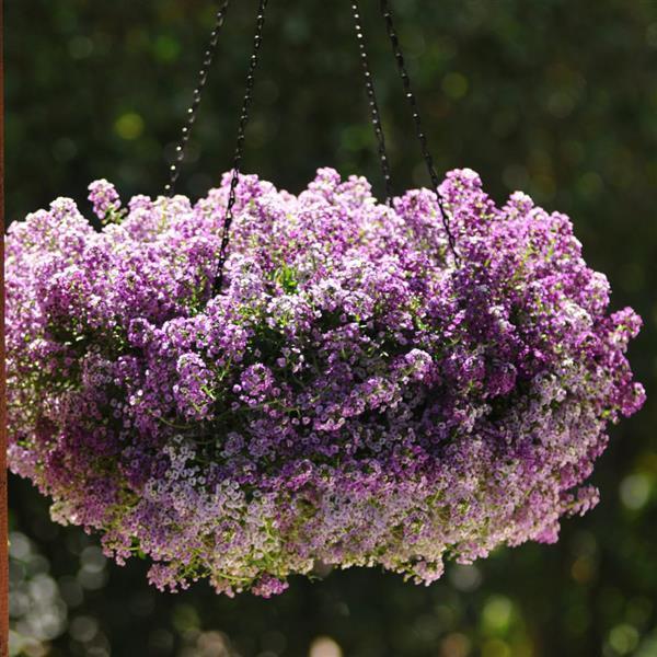 Alyssum Clear Crystal Lavender 