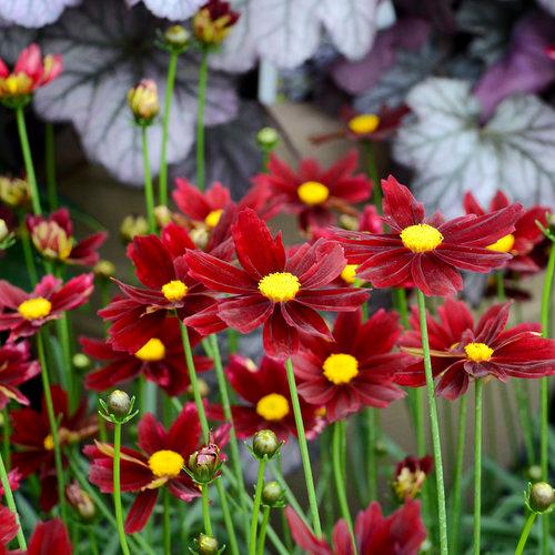 Coreopsis Lil Bang Red 
