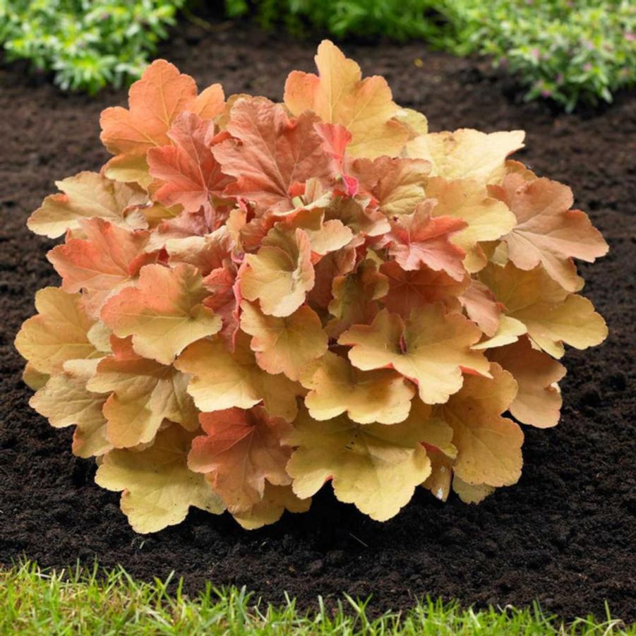 Heuchera Caramel 
