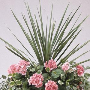 Dracaena Indivisia 