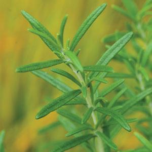 Rosemary Simply Herb 