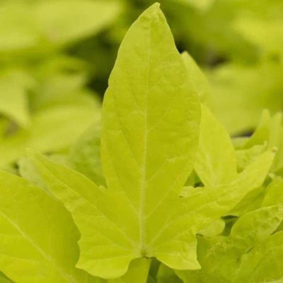 Ipomoea Sidekick Lime 