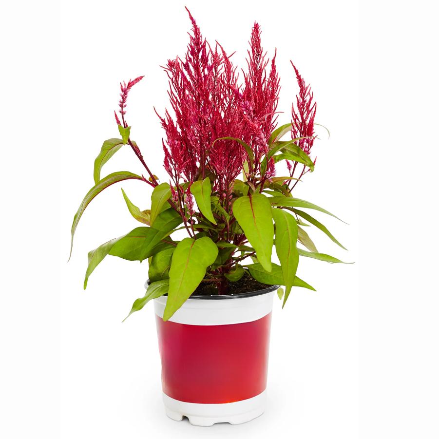 Celosia Dragon's Breath Red 