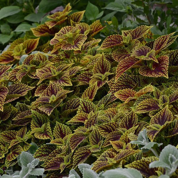 Coleus Coleosaurus Red/Green 