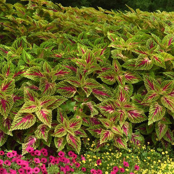 Coleus Dragon Heart Pink/Green 