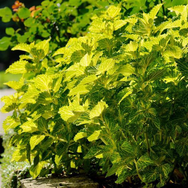 Coleus Electric Lime Green 