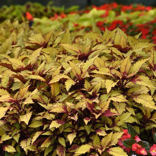 Coleus Flame Thrower Spiced Curry 