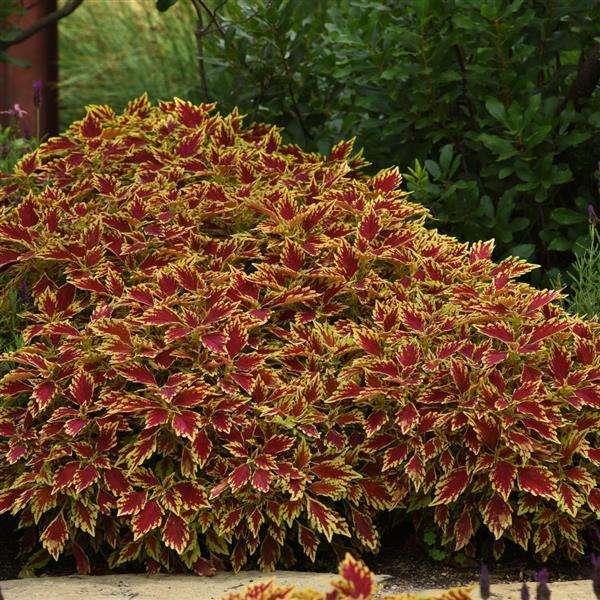 Coleus Flame Thrower Cajun Spice 