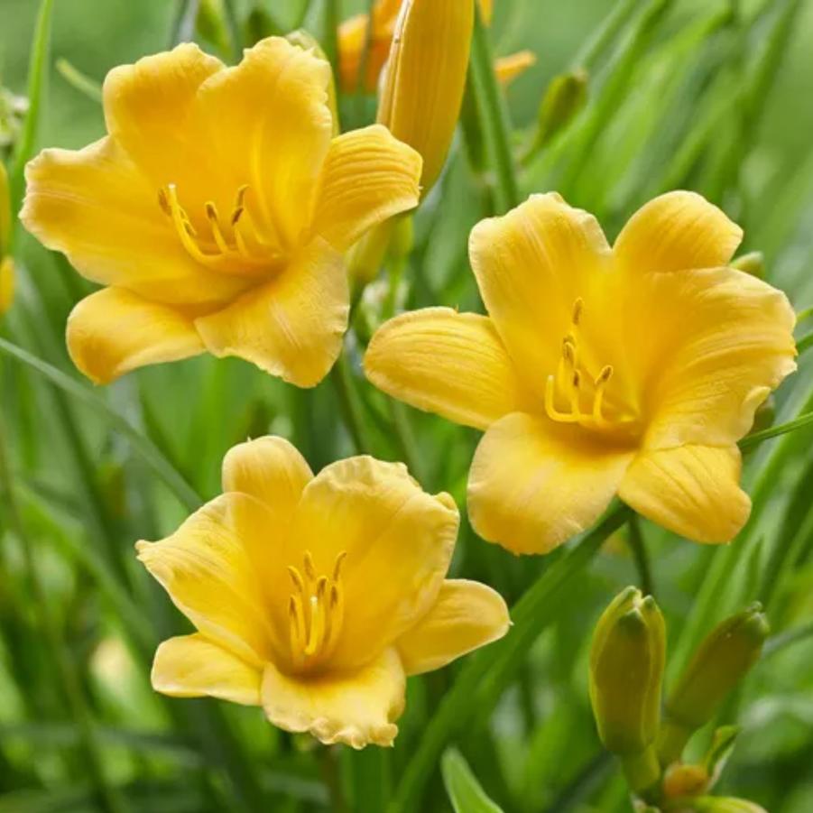 Hemerocallis Stella D'oro Yellow 