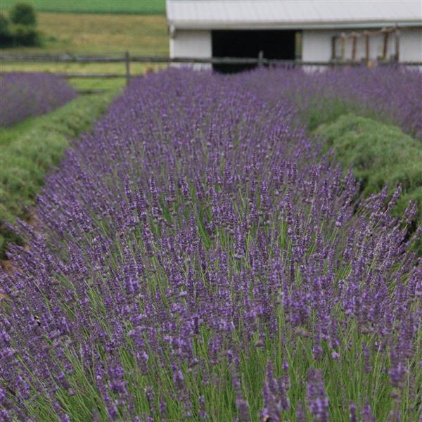 Lavender Phenomenal Purple 