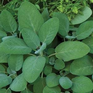 Salvia Sage 