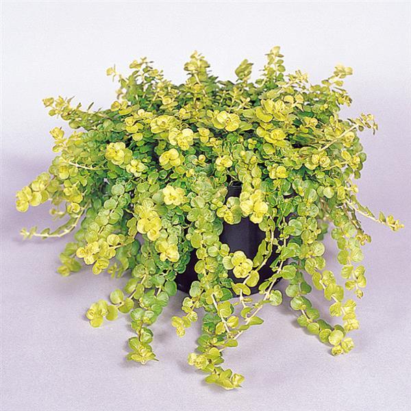 Lysimachia Goldilocks Green 