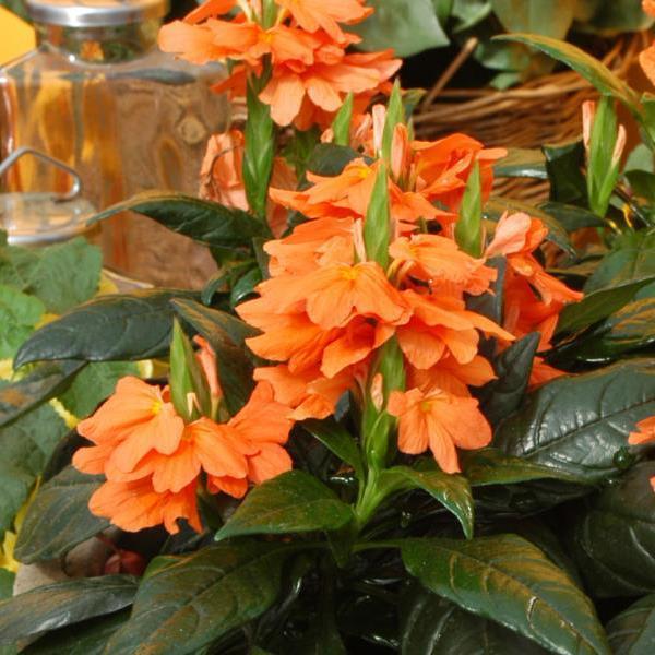 Crossandra Orange Marmalade 