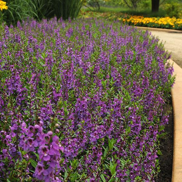 Angelonia Serena Purple 