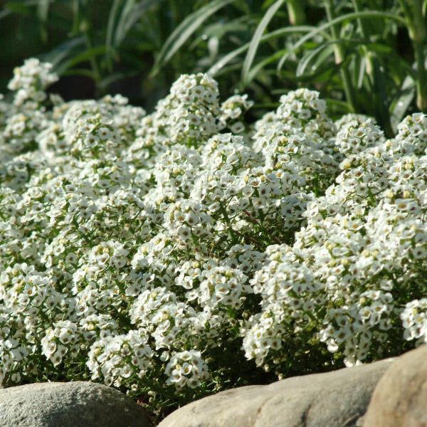 Alyssum Clear Crystal White 
