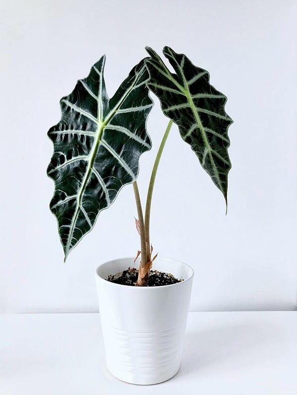 Alocasia Amazonica Dwarf 
