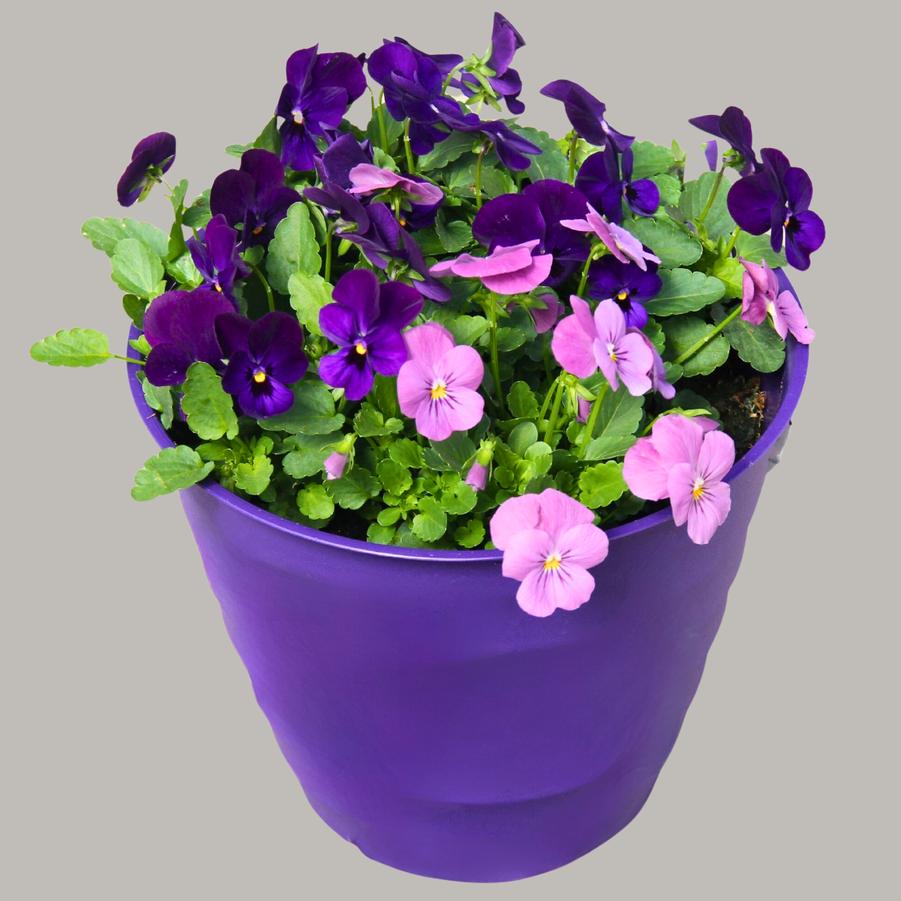 Viola Admire California Mix 