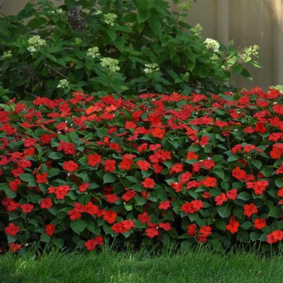 Impatien Beacon Bright Red 