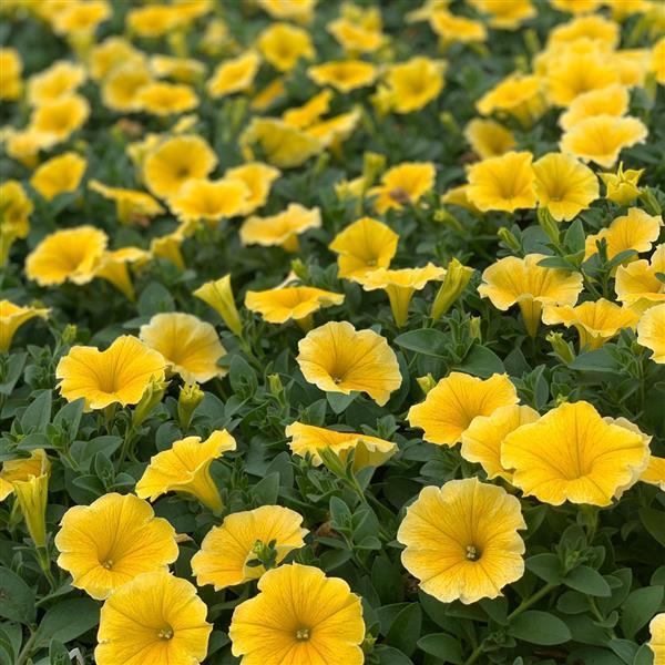 Petunia Bee's Knees Yellow 