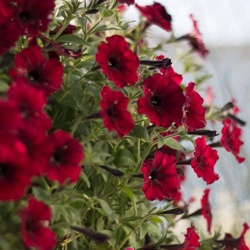 Petunia Supertunia Black Cherry 