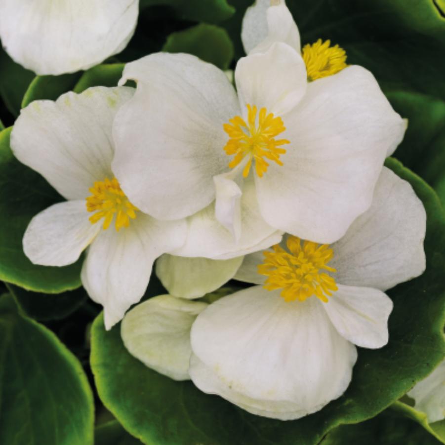 Begonia Sprint White 