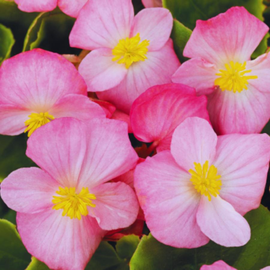 Begonia Sprint Deep Pink 
