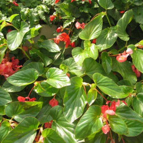 Begonia Dragon Wing Red 