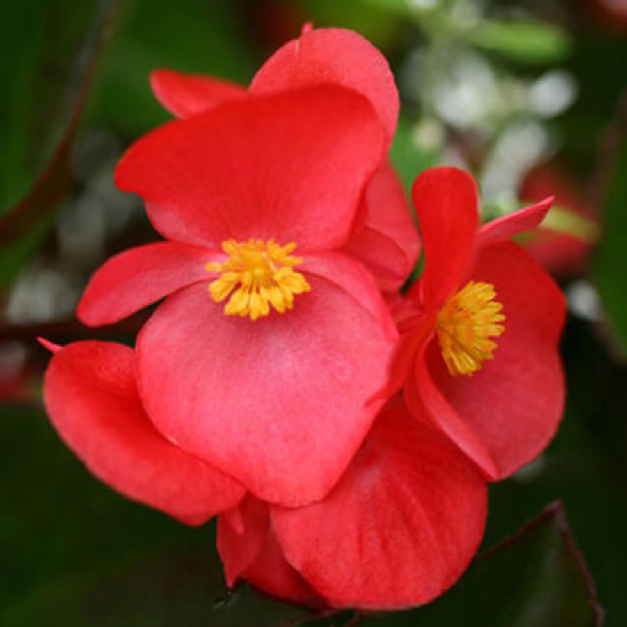 Begonia Big Rose 