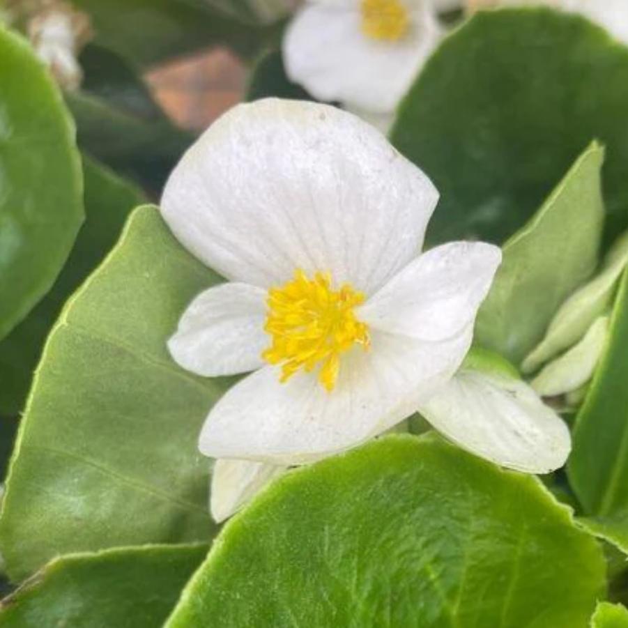 Begonia Big White 