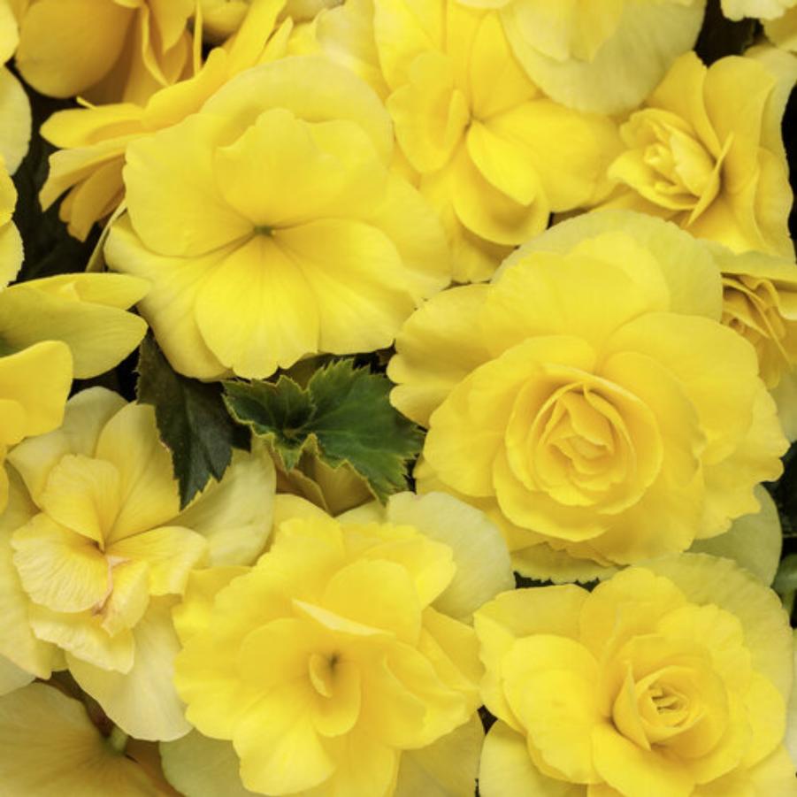 Begonia Solenia Yellow 