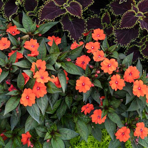 Sunpatien Compact Orange 