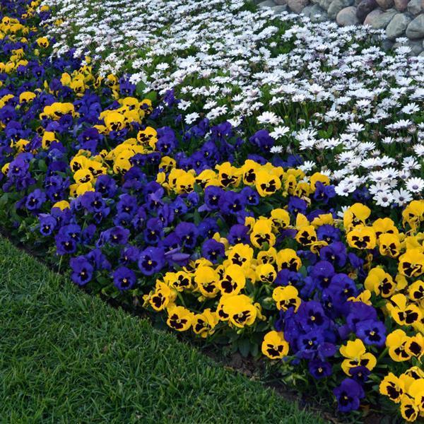 Pansy - Blue Blotch 